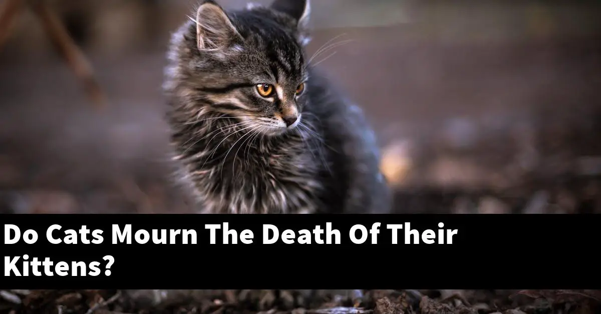 Do Cats Mourn The Death Of Their Kittens?