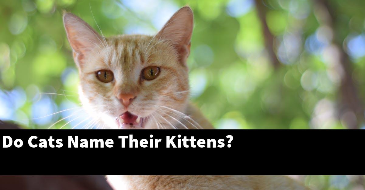 Do Cats Name Their Kittens?