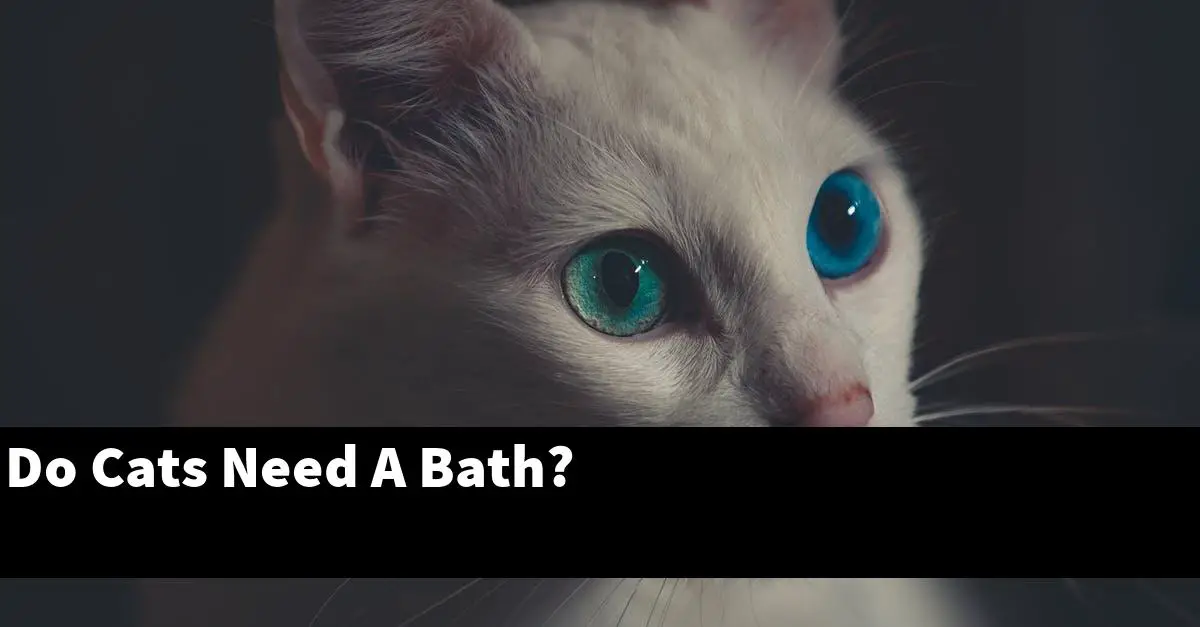 Do Cats Need A Bath?