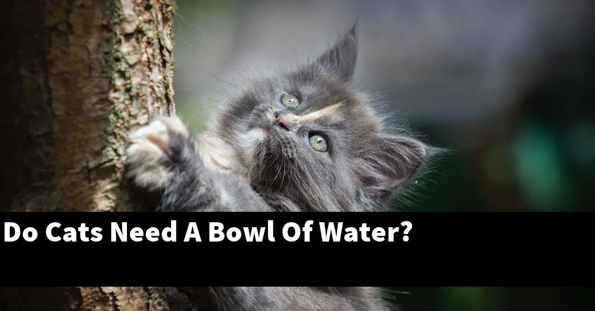 Do Cats Need A Bowl Of Water?