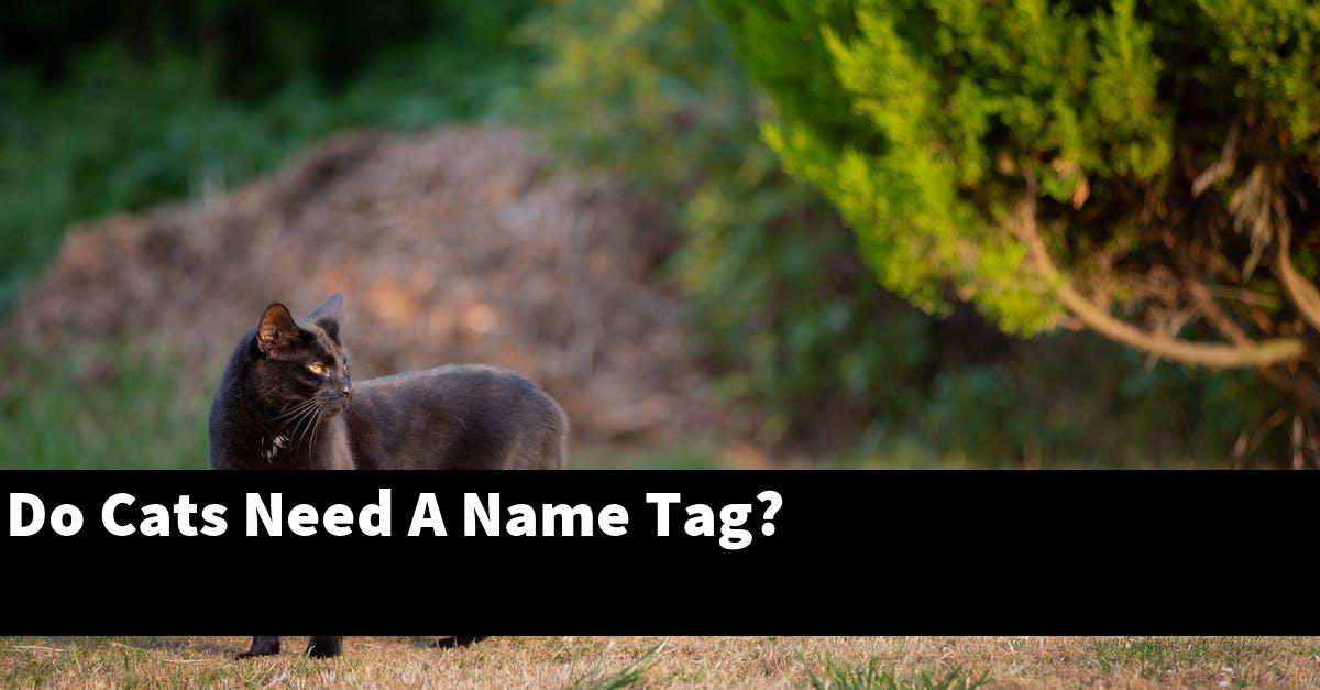 Do Cats Need A Name Tag?