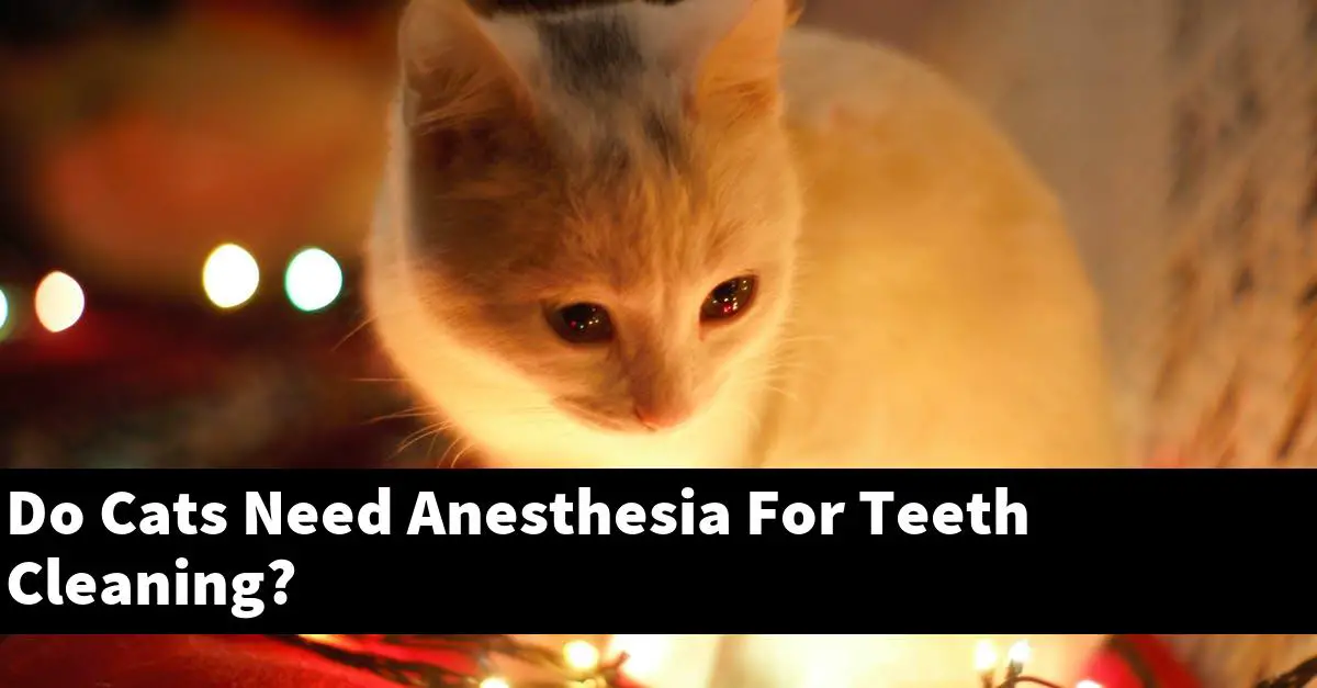 Do Cats Need Anesthesia For Teeth Cleaning?