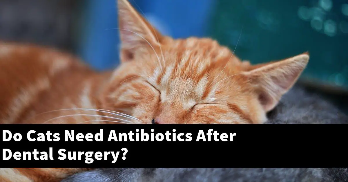 Do Cats Need Antibiotics After Dental Surgery?
