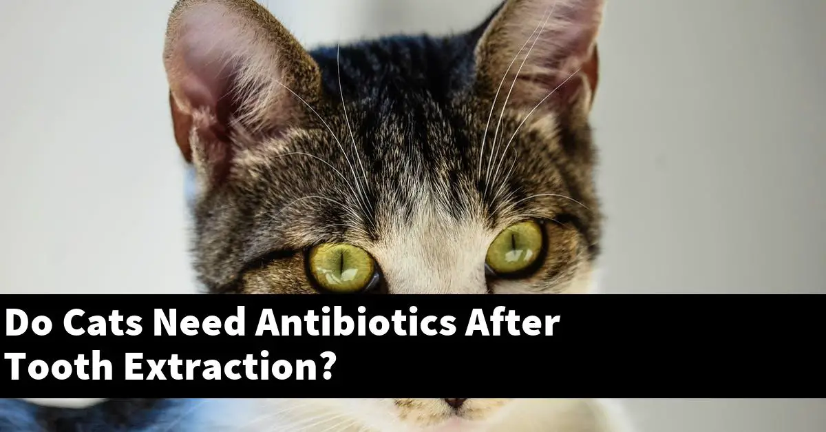 Do Cats Need Antibiotics After Tooth Extraction?