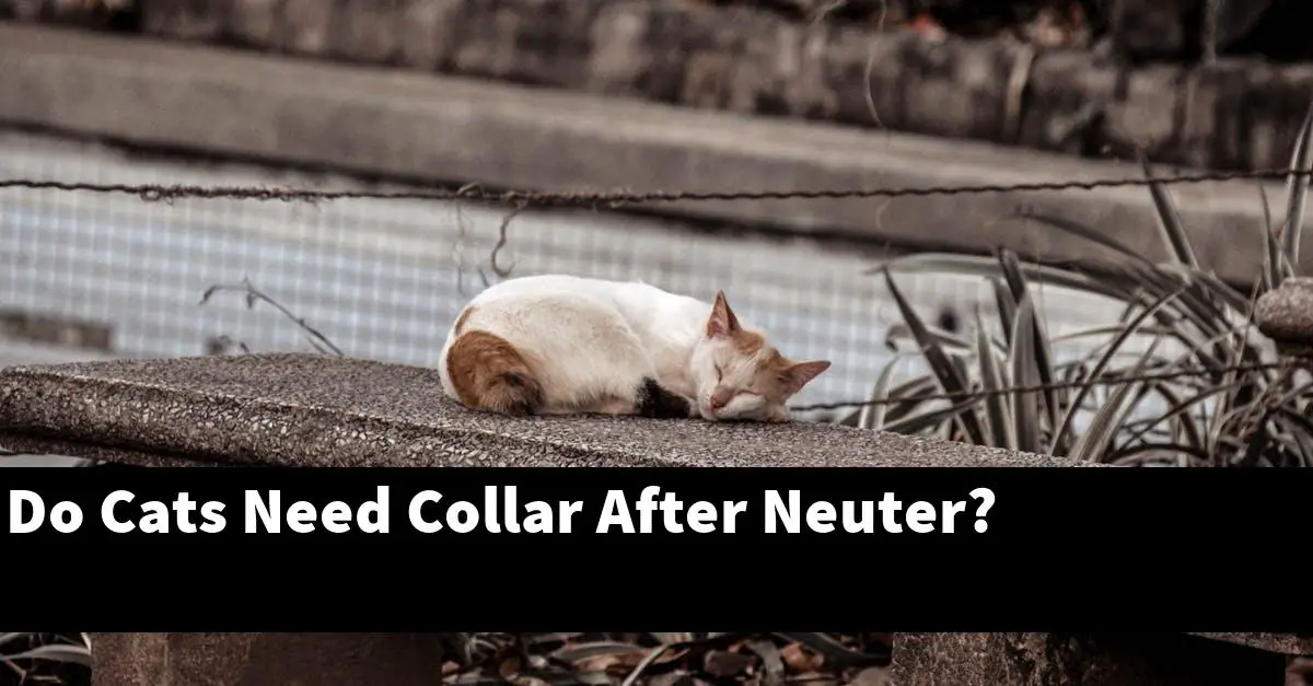 Do Cats Need Collar After Neuter?