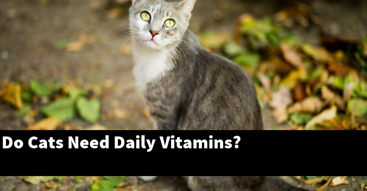 Do Cats Need Daily Vitamins?