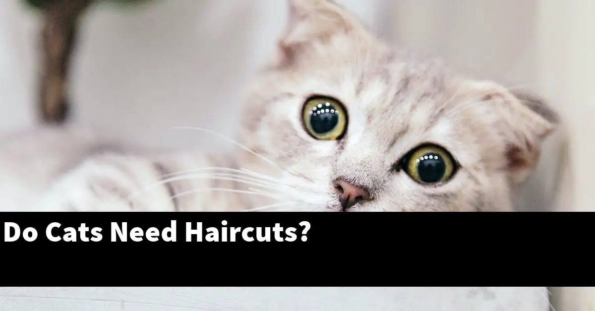 Do Cats Need Haircuts?