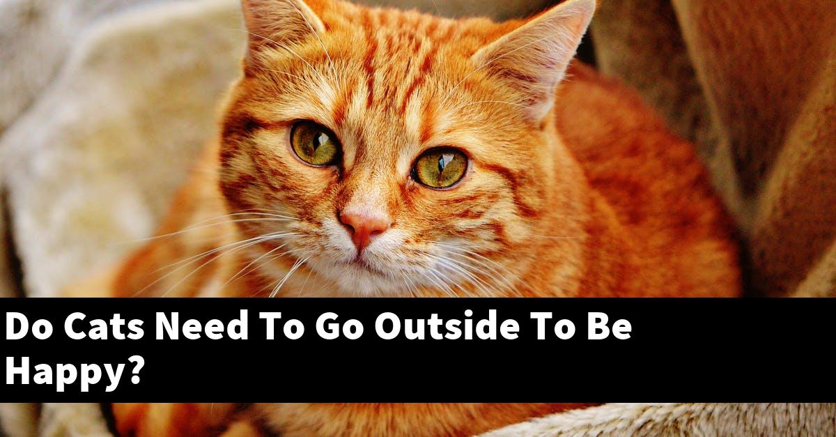Do Cats Need To Go Outside To Be Happy?