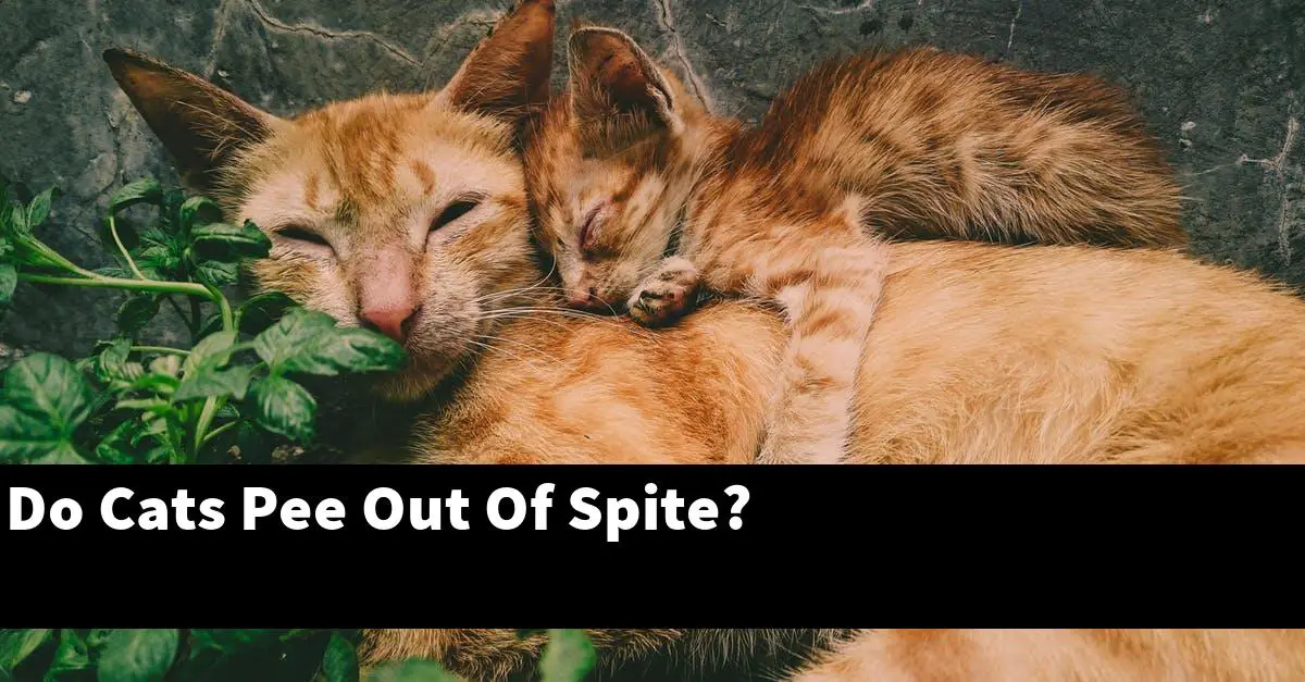 Do Cats Pee Out Of Spite?