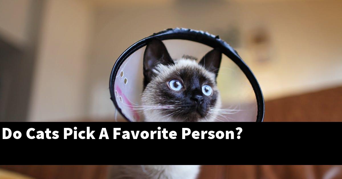 Do Cats Pick A Favorite Person?