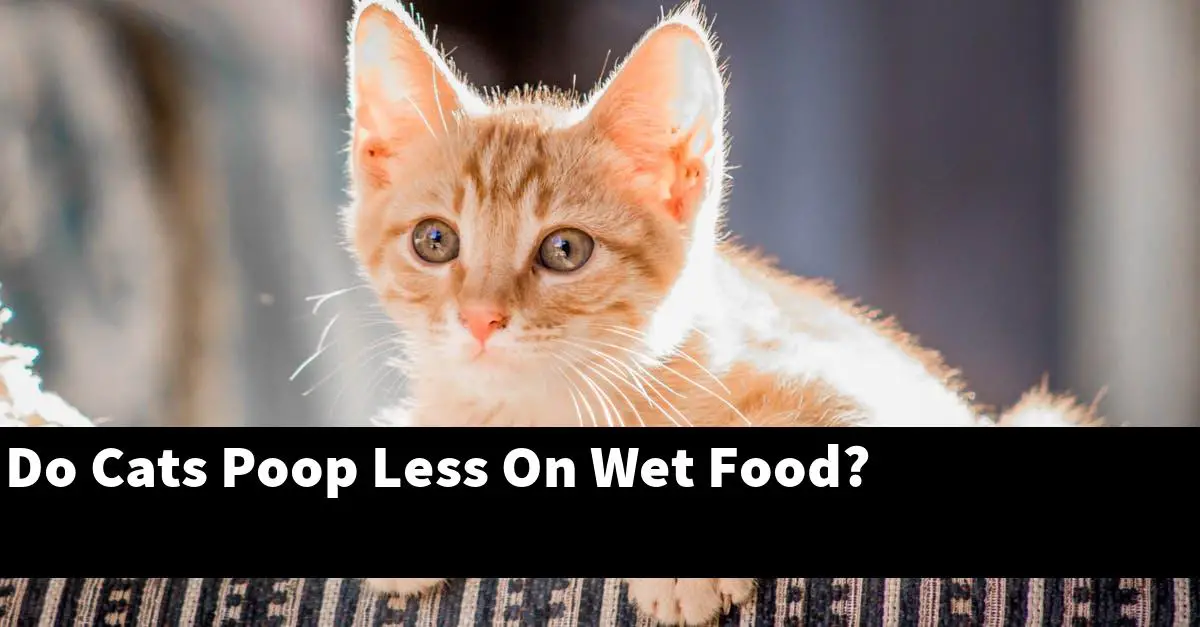 Do Cats Poop Less On Wet Food?