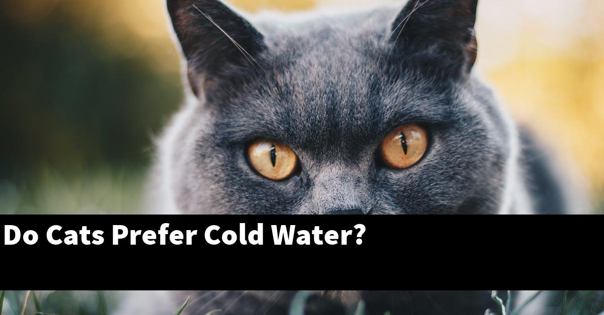 Do Cats Prefer Cold Water?