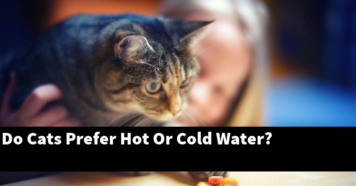 Do Cats Prefer Hot Or Cold Water?