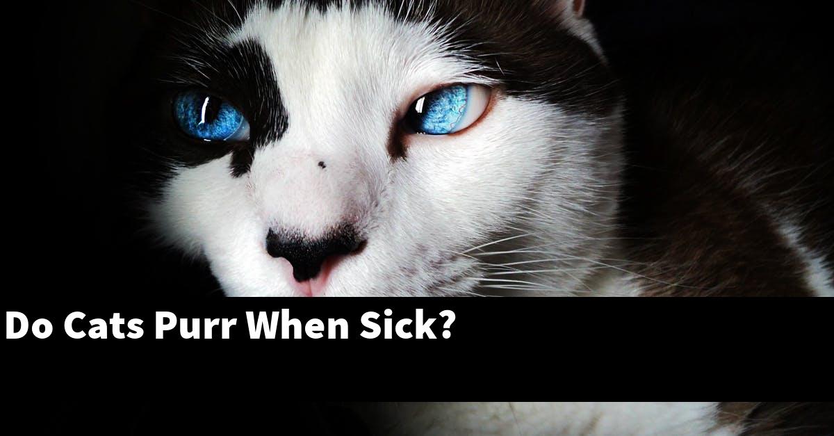 Do Cats Purr When Sick?
