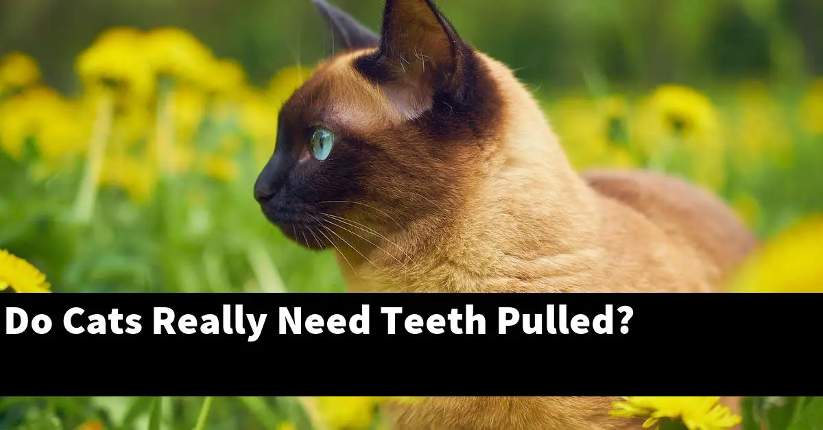 Do Cats Really Need Teeth Pulled?