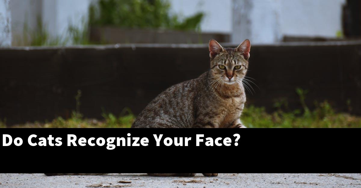 Do Cats Recognize Your Face?