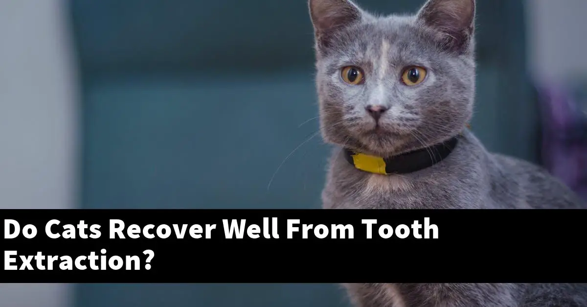 Do Cats Recover Well From Tooth Extraction?