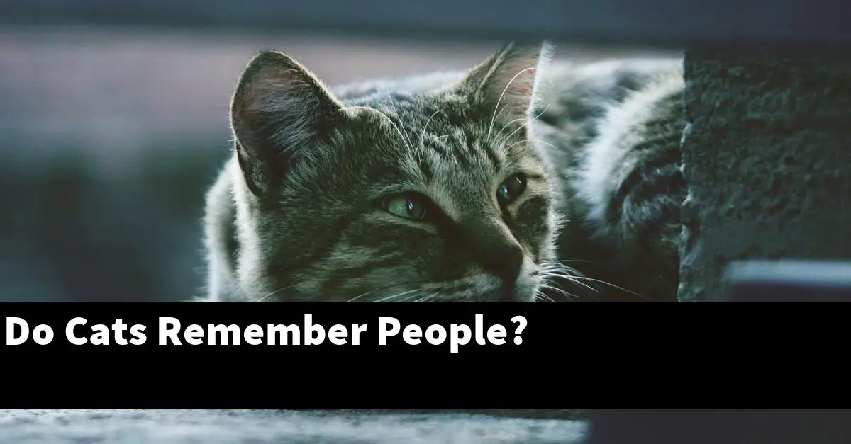 Do Cats Remember People?