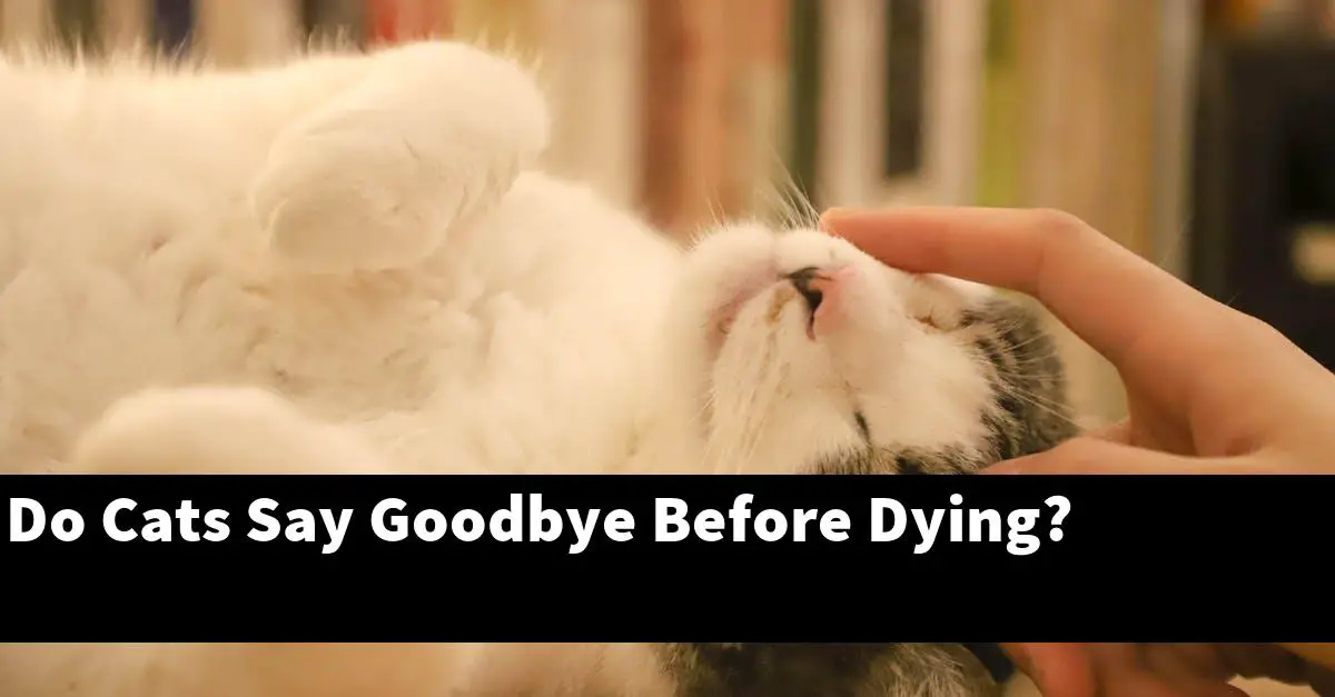 Do Cats Say Goodbye Before Dying?