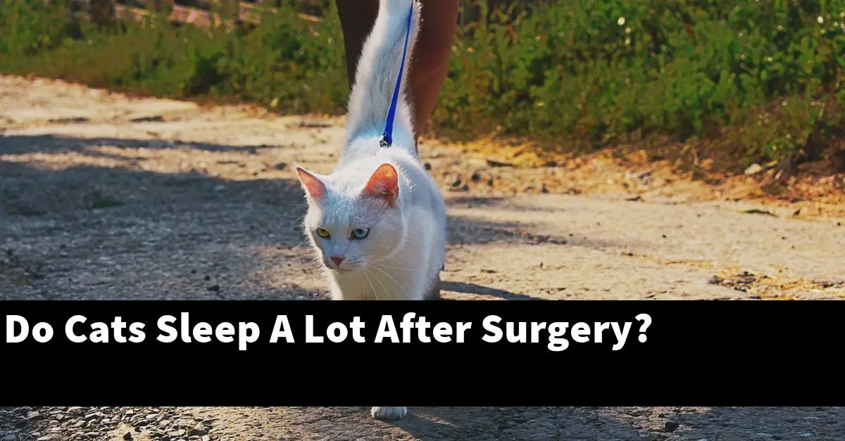 Do Cats Sleep A Lot After Surgery?