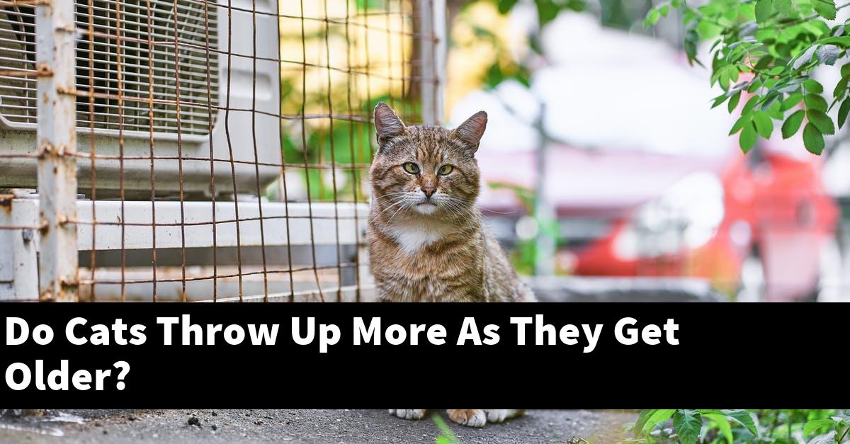 Do Cats Throw Up More As They Get Older?