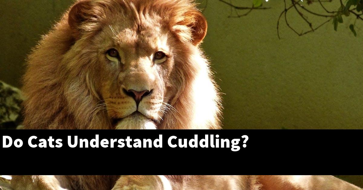 Do Cats Understand Cuddling?