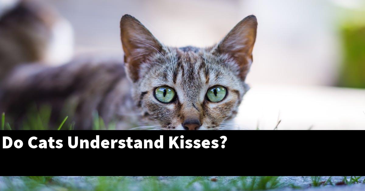 Do Cats Understand Kisses?