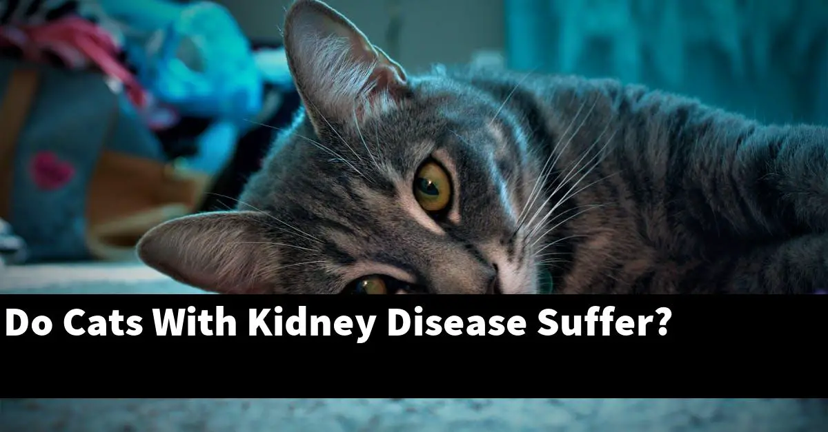 Do Cats With Kidney Disease Suffer?