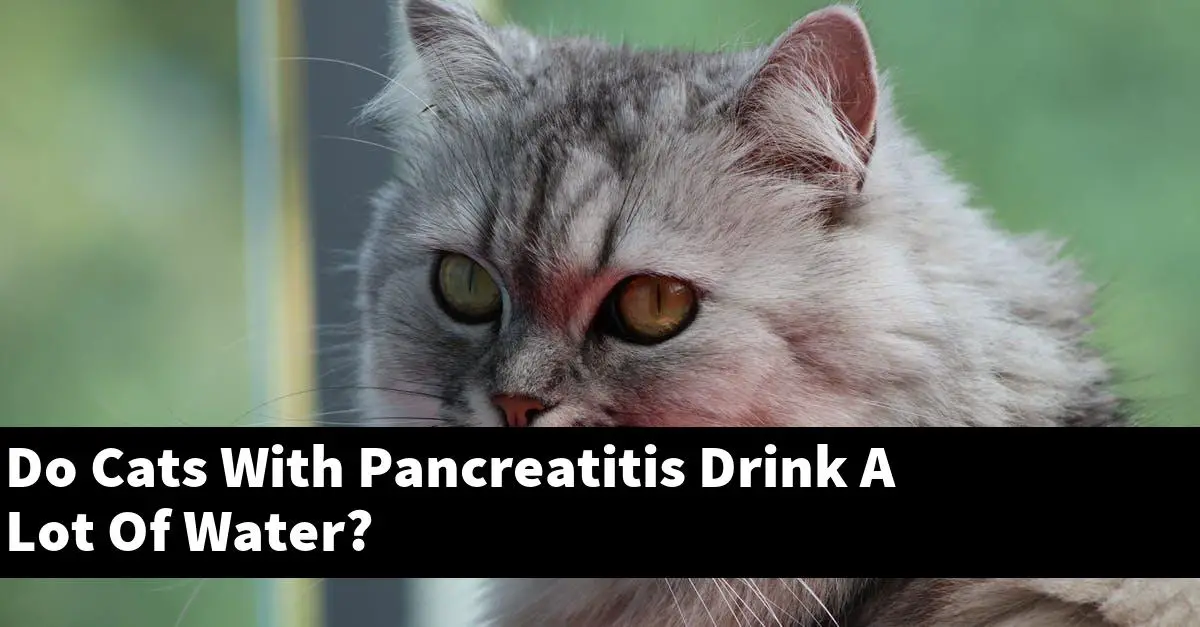 Do Cats With Pancreatitis Drink A Lot Of Water?