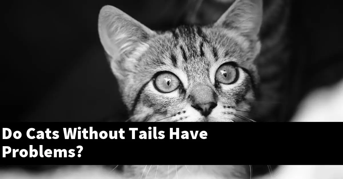 Do Cats Without Tails Have Problems?