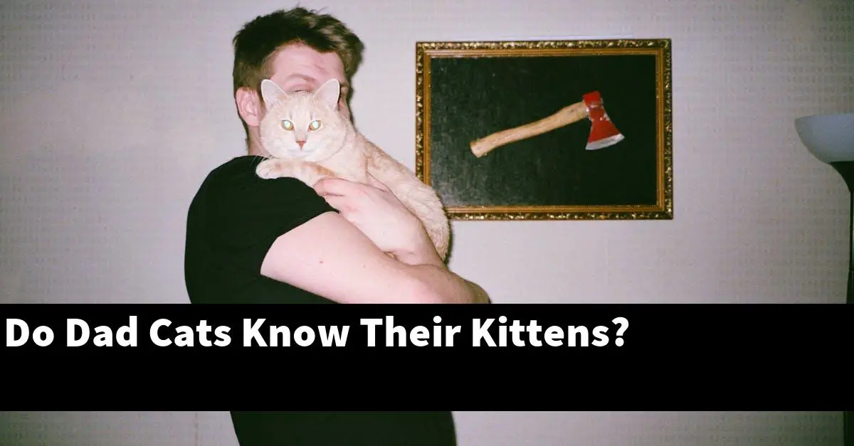 Do Dad Cats Know Their Kittens?