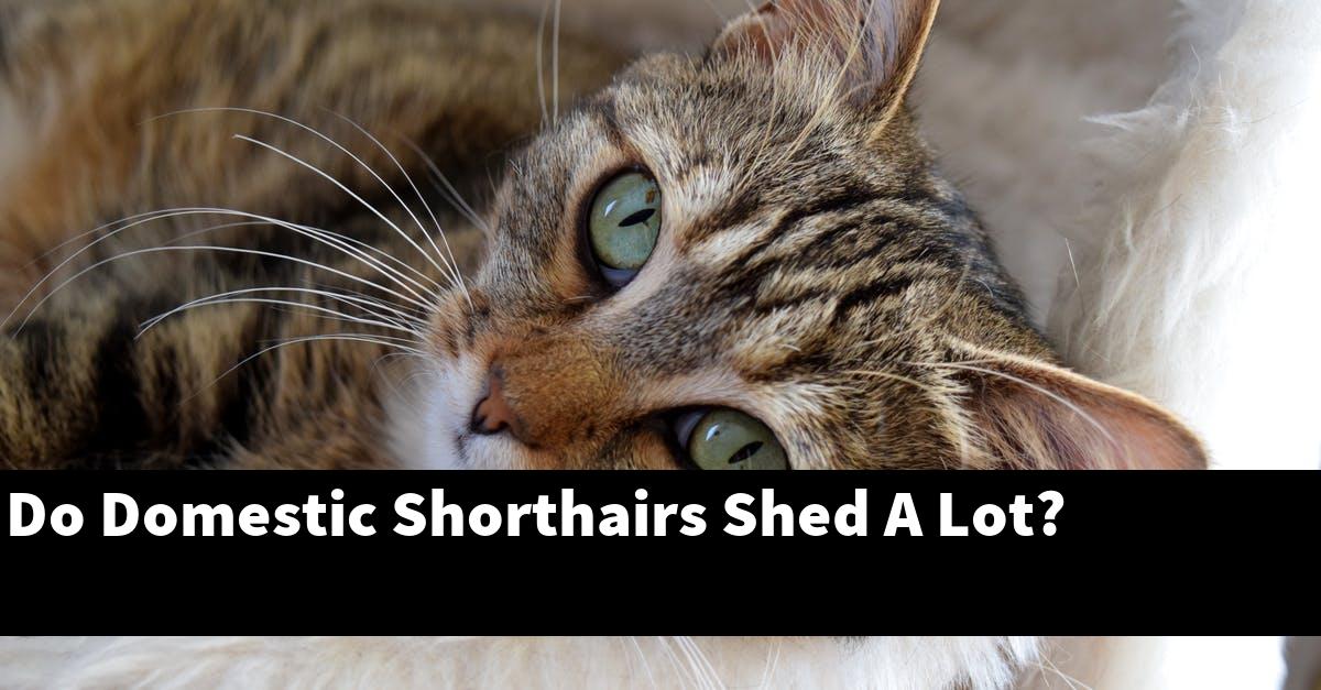 Do Domestic Shorthairs Shed A Lot?