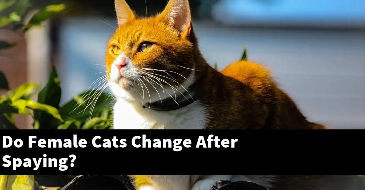 Do Female Cats Change After Spaying?