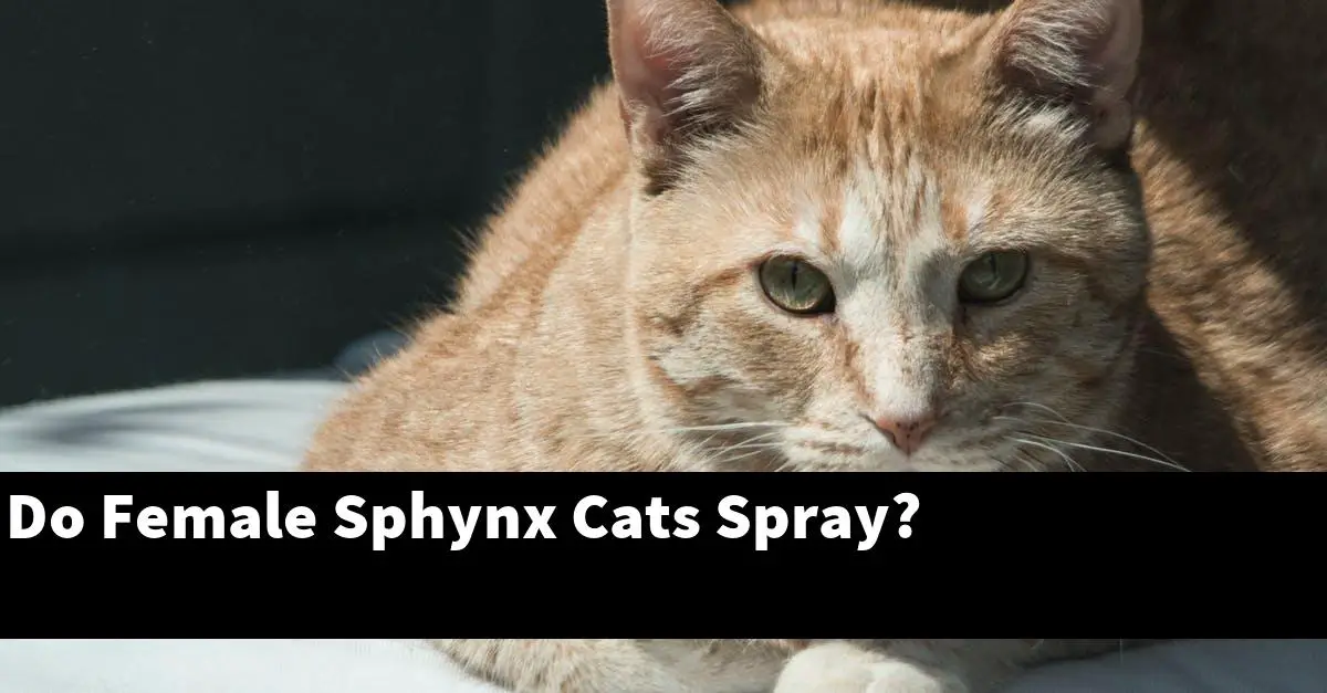 Do Female Sphynx Cats Spray?