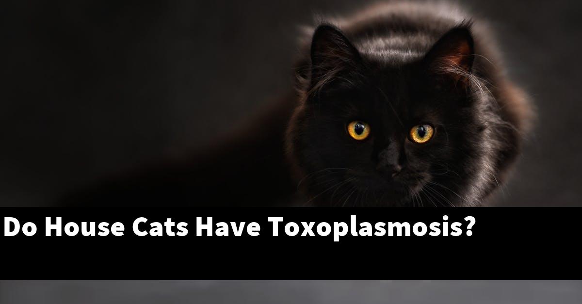 Do House Cats Have Toxoplasmosis?