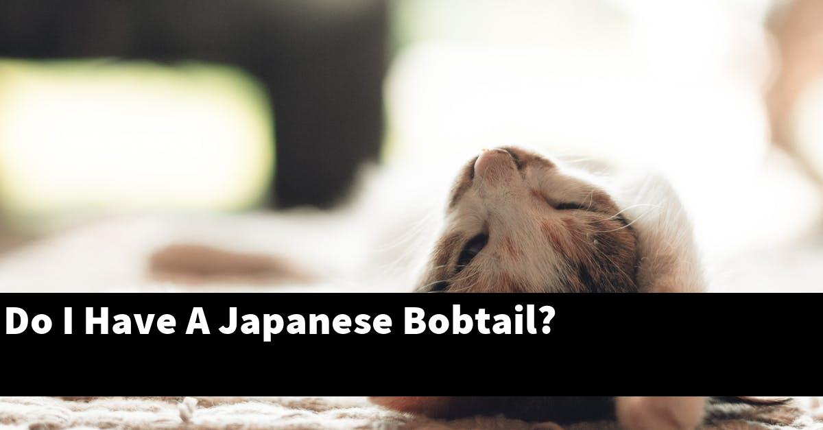 Do I Have A Japanese Bobtail?