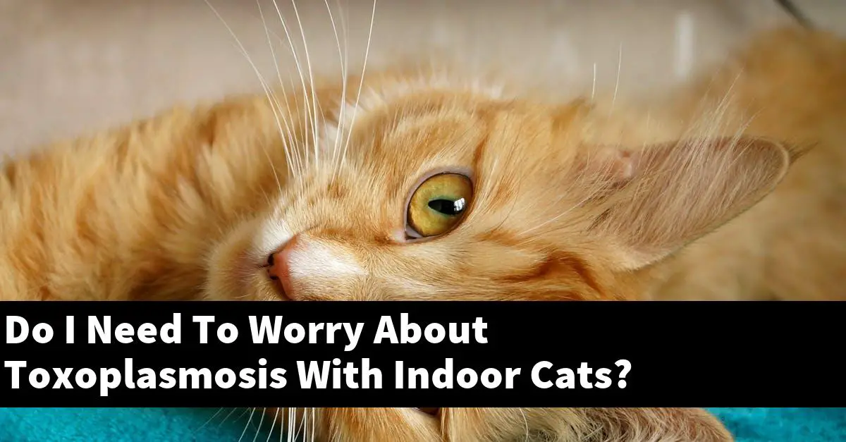 Do I Need To Worry About Toxoplasmosis With Indoor Cats?