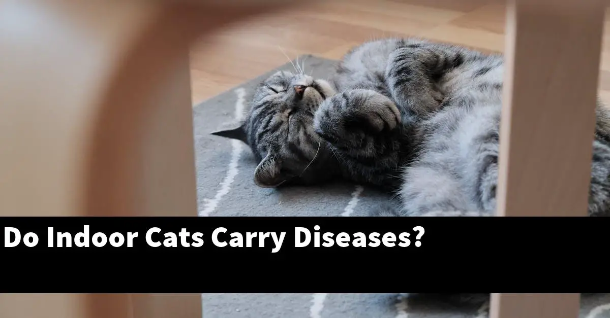 Do Indoor Cats Carry Diseases?