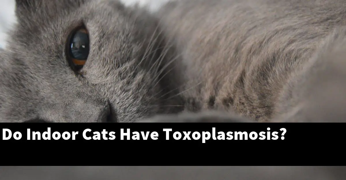 Do Indoor Cats Have Toxoplasmosis?