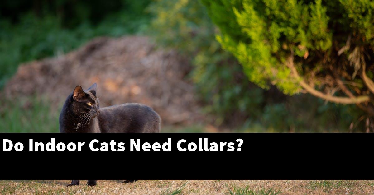 Do Indoor Cats Need Collars?