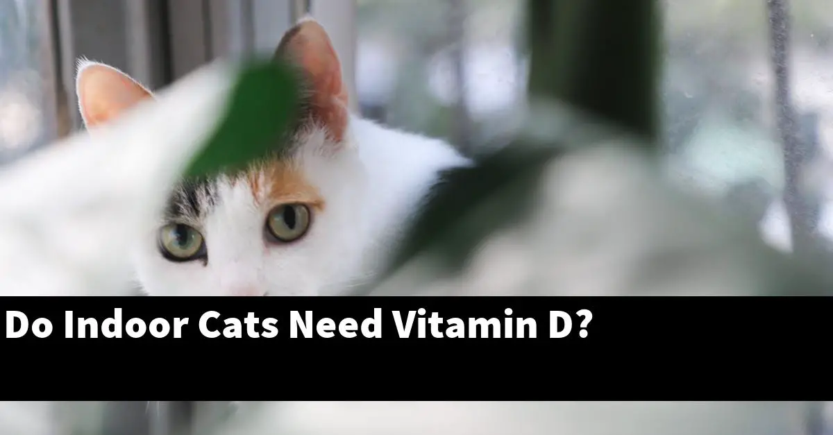 Do Indoor Cats Need Vitamin D?