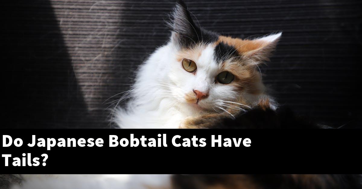 Do Japanese Bobtail Cats Have Tails?