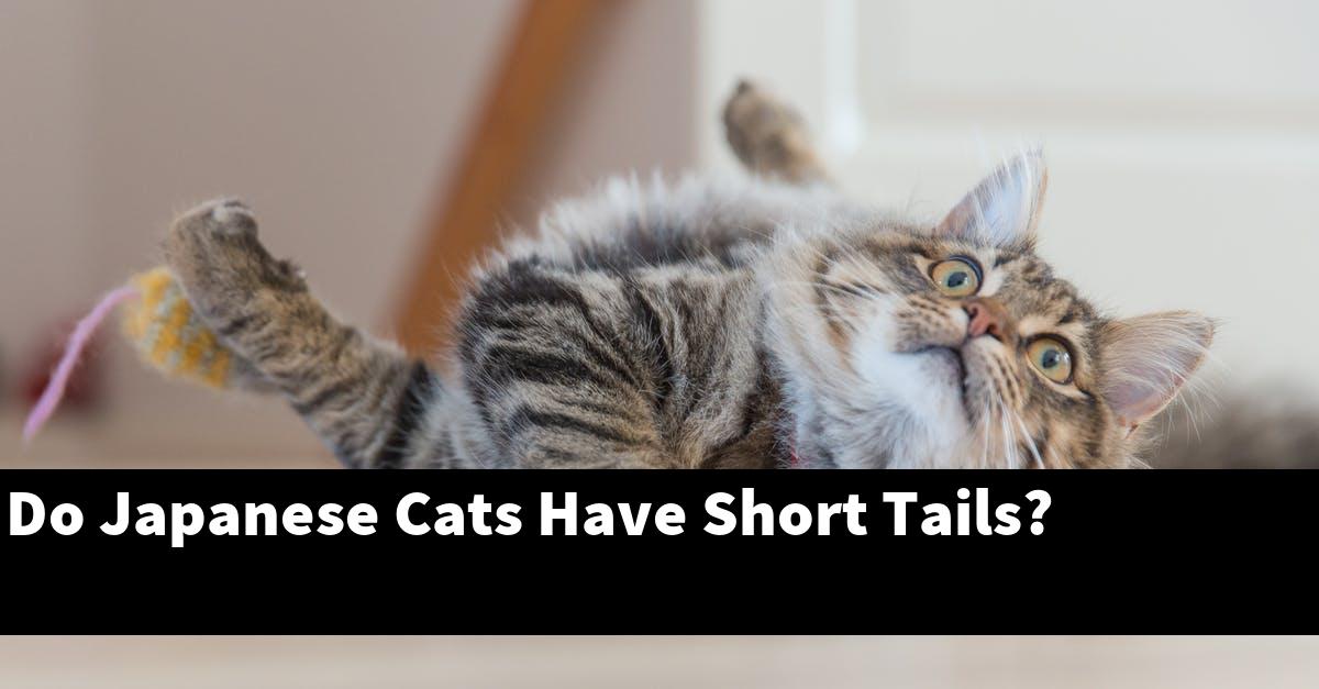 Do Japanese Cats Have Short Tails?