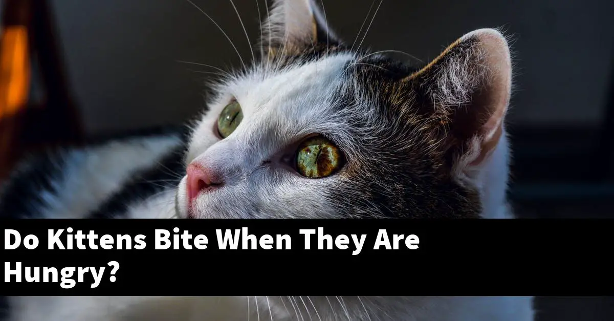 Do Kittens Bite When They Are Hungry?