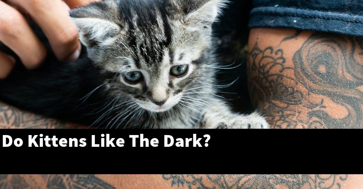Do Kittens Like The Dark?