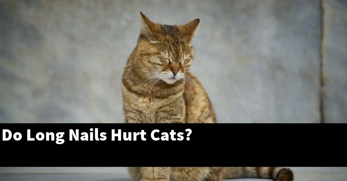 Do Long Nails Hurt Cats?