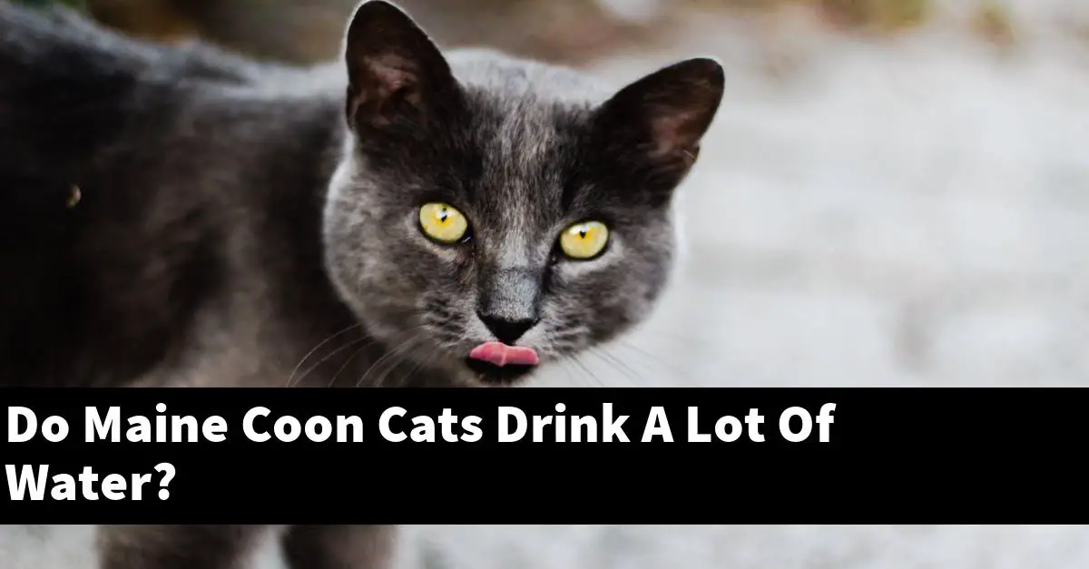 Do Maine Coon Cats Drink A Lot Of Water?