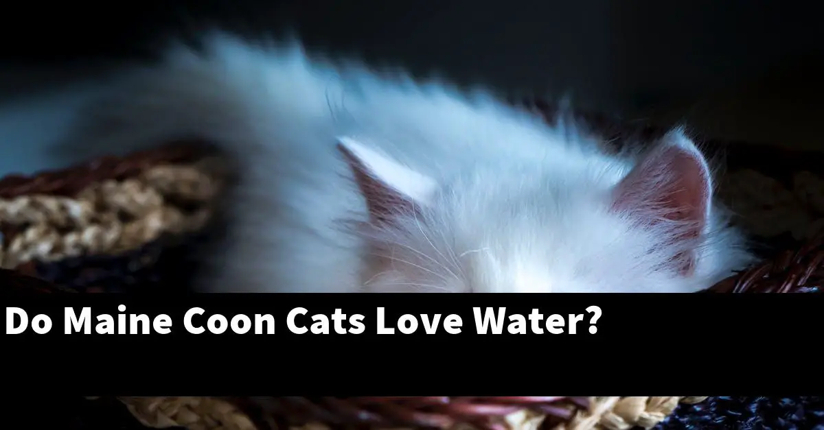 Do Maine Coon Cats Love Water?