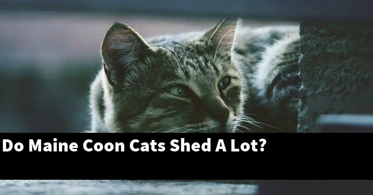 Do Maine Coon Cats Shed A Lot?