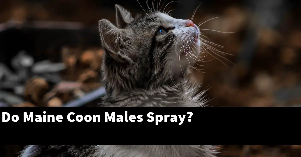 Do Maine Coon Males Spray?